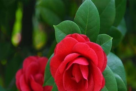 庆祝的花语（以表示庆祝的花为主题）