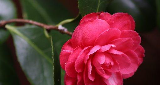 山茶花的花语是什么?它代表了哪些意义?