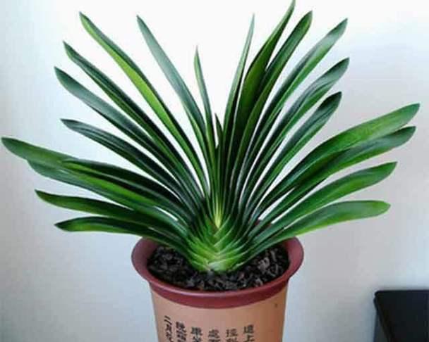 君子兰在风水中的寓意与象征（揭示君子兰的传统意义和风水作用）