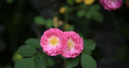 一束玫瑰花的花语（纯洁）