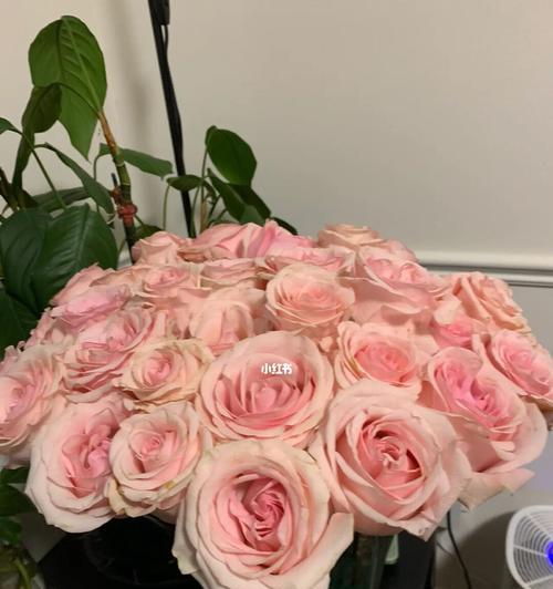 玫瑰花对环境的积极作用（玫瑰花的生态贡献与保护）