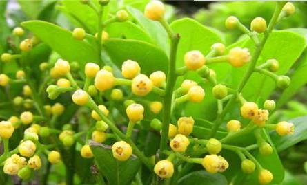 禁忌之恋的花语（探索禁忌之恋背后的情感世界）