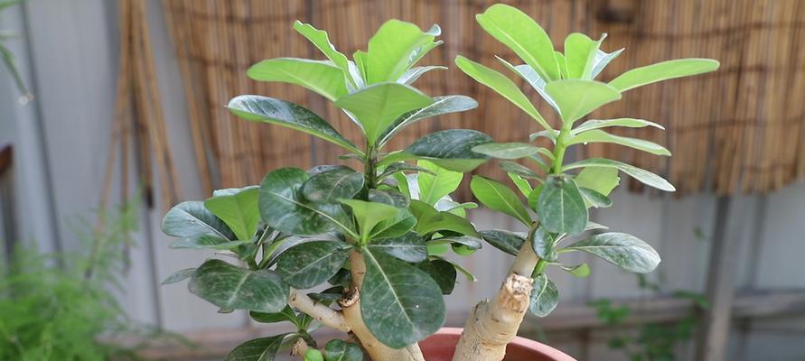 沙漠玫瑰耐寒吗？如何在寒冷环境中养护沙漠玫瑰？