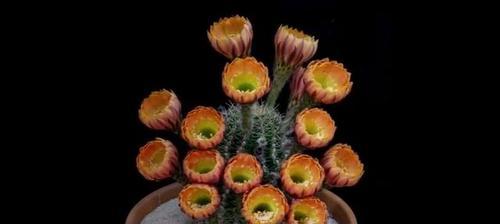 仙人掌的寓意与启示（探索仙人掌的生命哲学）