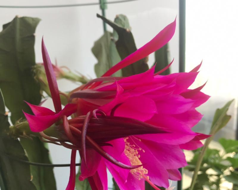 荷花与令箭花的花语（荷花与令箭花之间的情感纠葛与寓意）