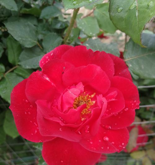 粉红月季花的花语与美丽寓意（探索花语的奥秘）