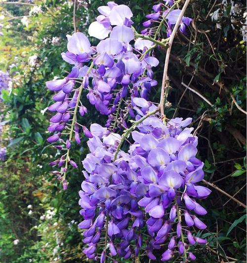 紫藤花的寓意象征——生命与繁荣（赋予希望和美丽的紫藤花）