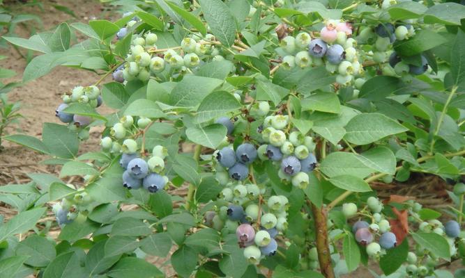 蓝莓成熟度怎么看？如何判断蓝莓是否熟透？