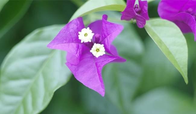 三角梅的含义与花语（揭开三角梅的神秘面纱）