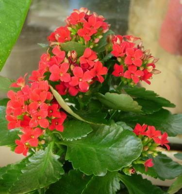 中国传统文化中以何种花代表长寿(揭秘中国传统文化中的长寿花)