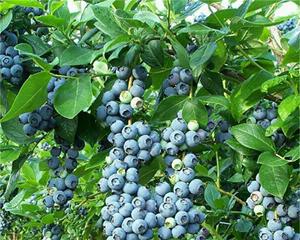 蓝莓施肥的最佳肥料是什么?如何正确施肥以提高产量?