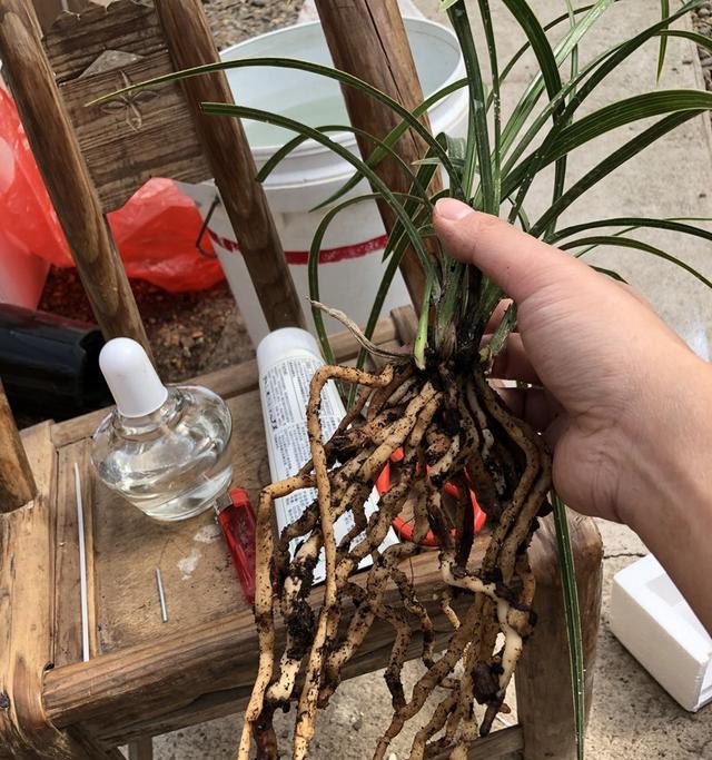 星兜修根上盆前需要注意哪些问题?如何正确进行修根步骤?