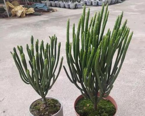 光棍树种植应该选择大盆还是小盆?如何决定?