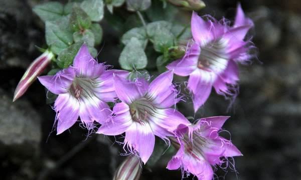 龙胆花冬季养护技巧有哪些？如何确保安全过冬？