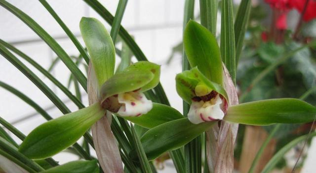 兰花的花期是什么时候？如何正确判断兰花的开花时间？