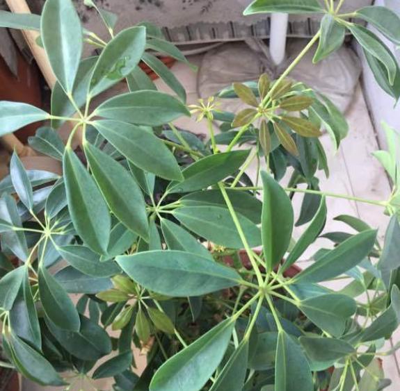 鸭掌树剪枝的最佳时机是什么时候？如何正确进行修剪？