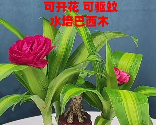 以巴西木的寓意（探寻巴西木的象征意义和生命力）