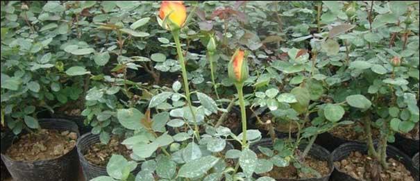 玫瑰的种植方法和时间是什么时候？如何正确种植玫瑰？