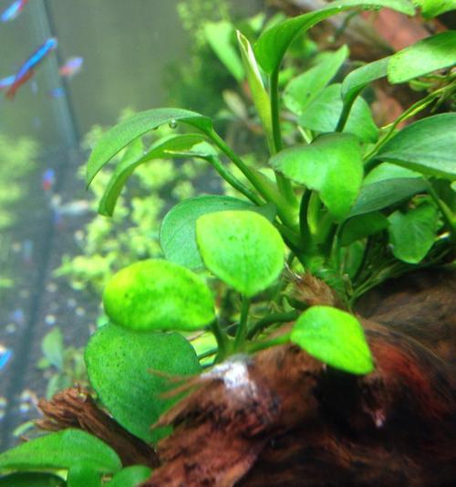 黑藻是什么植物？它有哪些独特的生长特点？