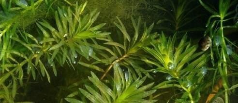 黑藻是什么植物？它有哪些独特的生长特点？