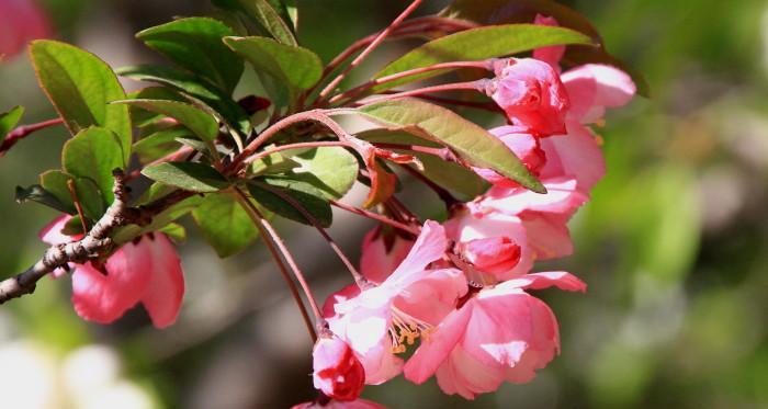 海棠花四季开花吗？如何实现四季持续开花？