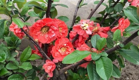 海棠花四季开花吗？如何实现四季持续开花？