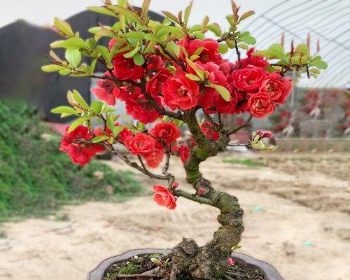 海棠花四季开花吗？如何实现四季持续开花？