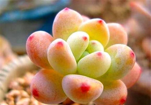 桃美人叶插繁殖方法是什么？叶插成功的关键因素有哪些？