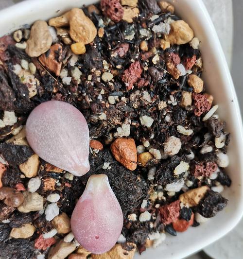 桃美人叶插繁殖方法是什么？叶插成功的关键因素有哪些？