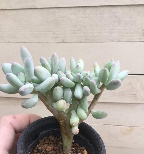 桃美人叶插繁殖方法是什么？叶插成功的关键因素有哪些？