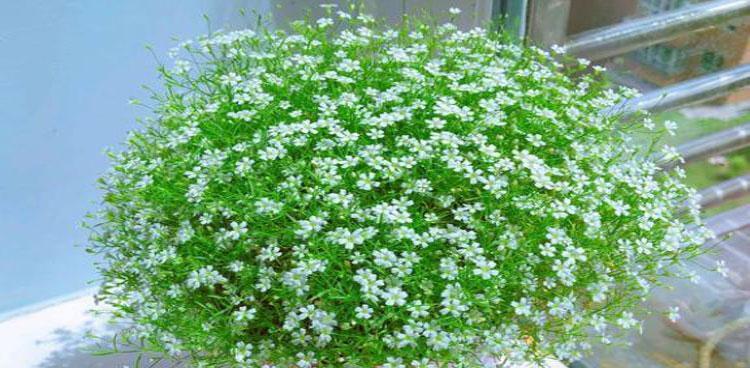 满天星适合哪种花盆？如何选择美观又实用的花盆？
