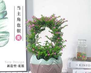 满天星适合哪种花盆？如何选择美观又实用的花盆？