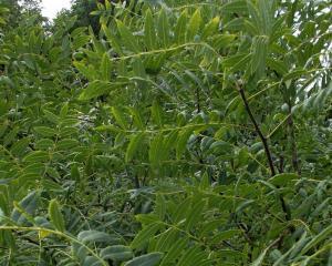 文冠果几年结果实？如何提高文冠果的产量？