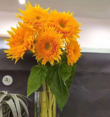 向日葵适合放办公室吗？办公室摆放向日葵的好处是什么？