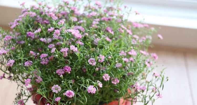 满天星的含义与象征——寓意美丽与希望(满天星的花语和传说)