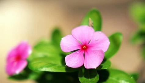 以玫瑰花代表生命的意义（生命的绚烂与脆弱——玫瑰花的象征意义）