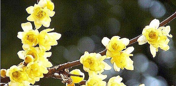 腊梅与生肖的象征意义（探寻腊梅在十二生肖中的寓意）