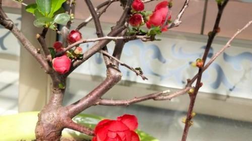 玻璃海棠花怎么养？养殖过程中需要注意什么？