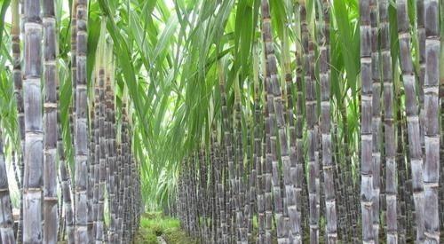 甘蔗什么时候成熟？甘蔗成熟的季节是几月？