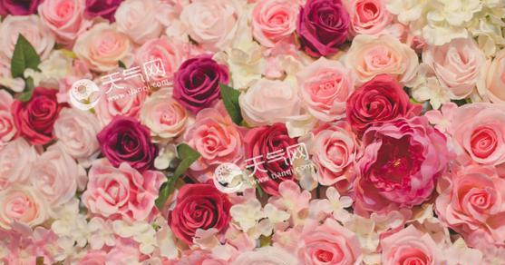 玫瑰花的花语与寓意（探索玫瑰花所代表的浪漫与情感）