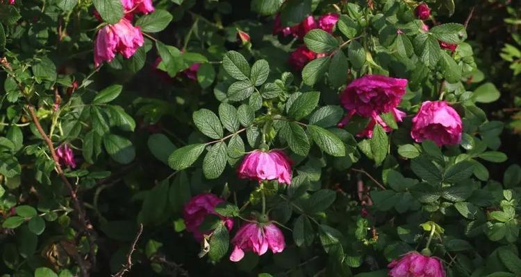 玫瑰花生长温度是多少度？如何确保玫瑰花健康成长？