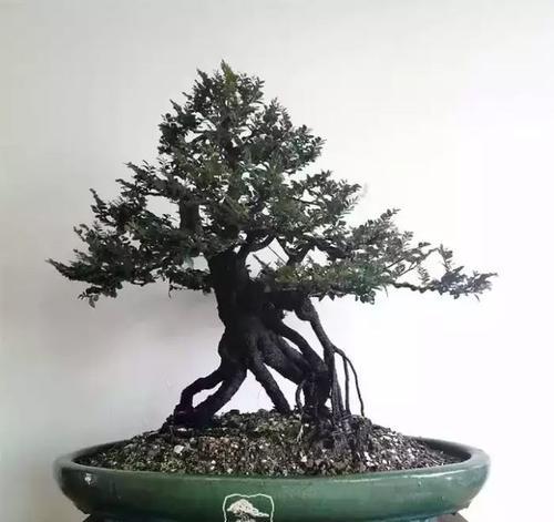 黑骨香的风水寓意与摆放位置（探索黑骨香的吉祥象征与正确布置方式）