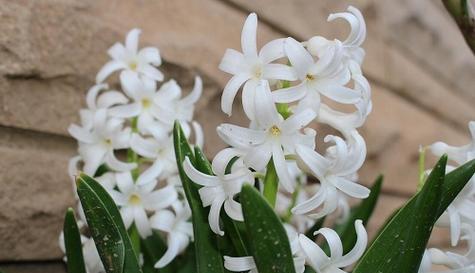 自由之花（蒲公英花语的解读与象征意义）