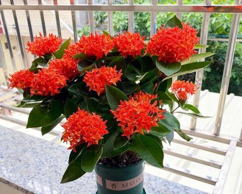 喜热的花卉有哪些？如何正确养护这些花卉？