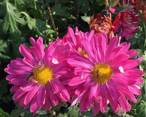 养菊花的意义与方法（探究养菊花的益处）