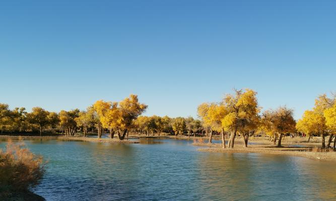 胡杨树（探索胡杨树的象征意义与生态价值）