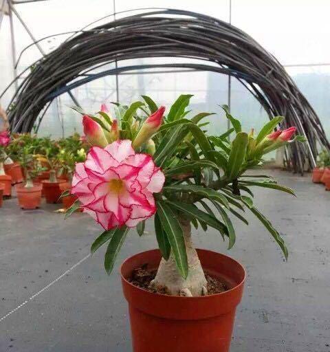 沙漠玫瑰有毒性吗？室内养护需要注意什么？