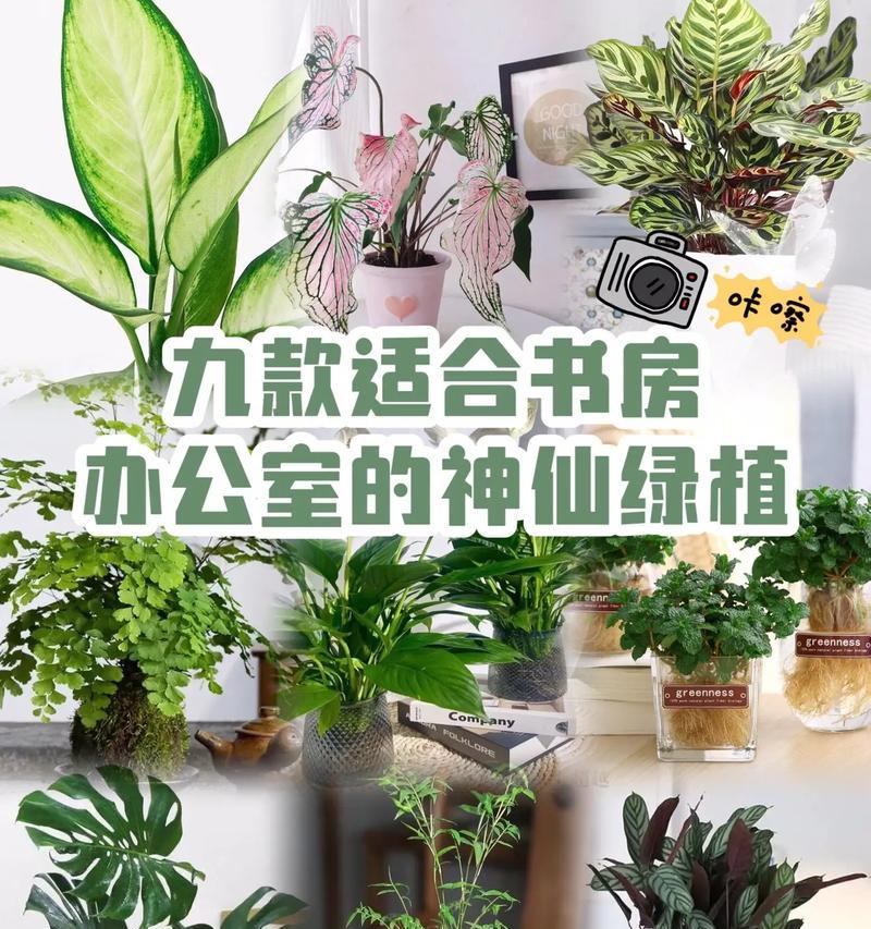 学生书房适合放什么植物？哪些植物有益学习环境？