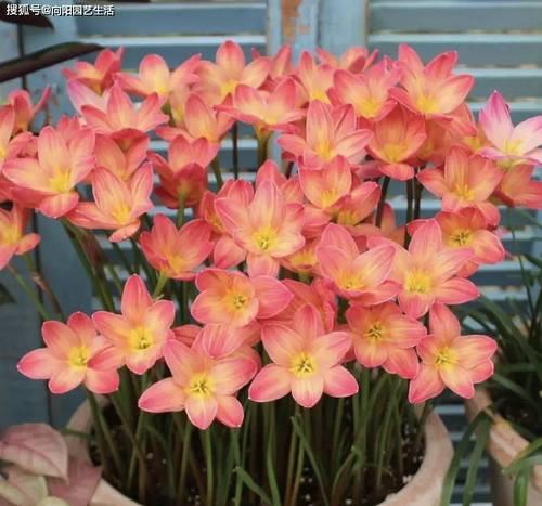 风雨兰如何过冬？冬季养护需要注意哪些问题？