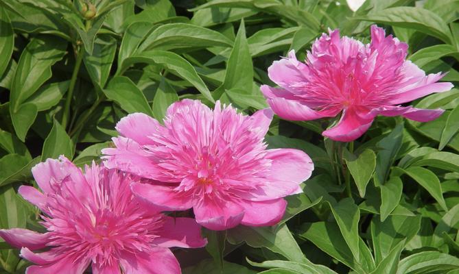 芍药适合什么地方种植？最佳种植环境是什么？